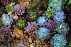 group of succulents