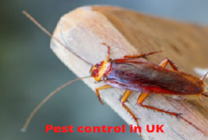 What is the worth for pest control in London?