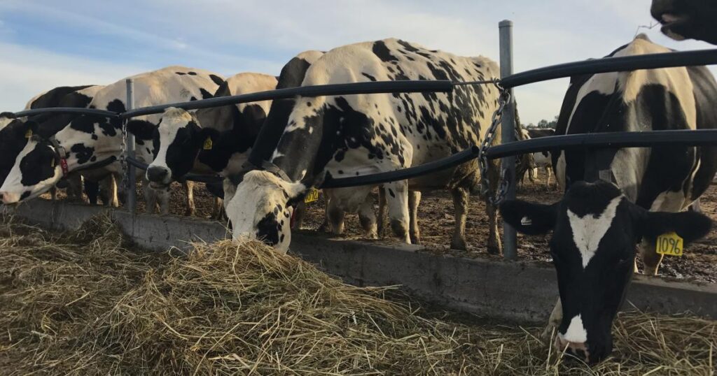 cattle feed suppliers