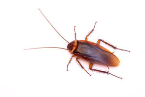 cockroach inspections Brisbane