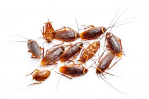 cockroaches treatment specialist Brisbane