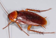 local cockroach treatment company Brisbane