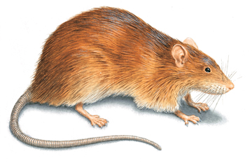 rat Inspection specialist Brisbane
