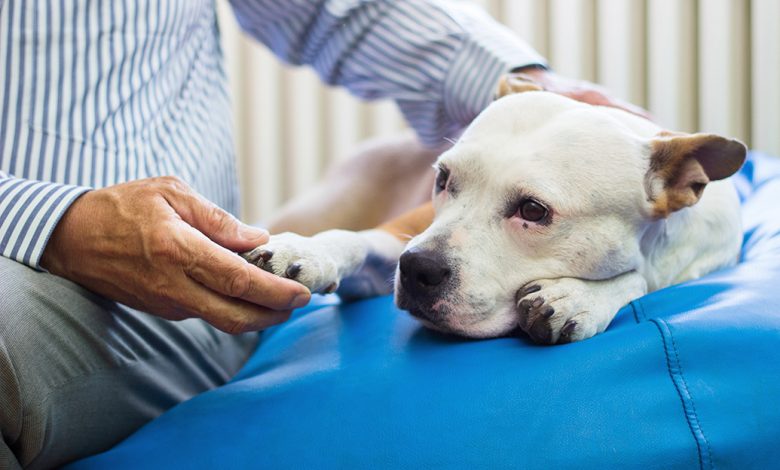 Veterinary Software