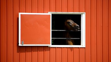 Top Reasons Why Metal Horse Barns are Gaining Popularity