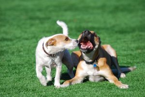 Artificial_grass_for_dogs