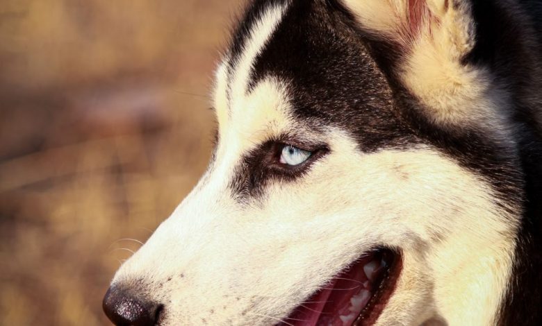 Keep Your Husky Cool During Summer
