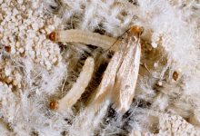 Eliminate cloth Moths before they become infestations