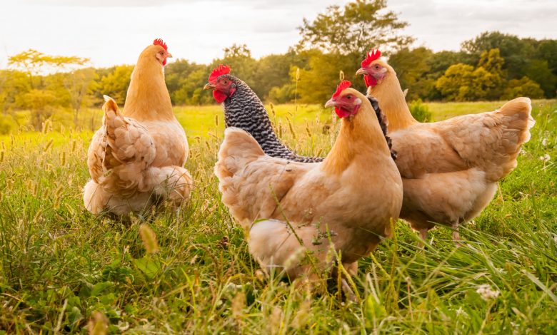 types of chicken feed