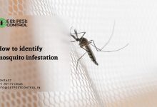 identify mosquito infestation
