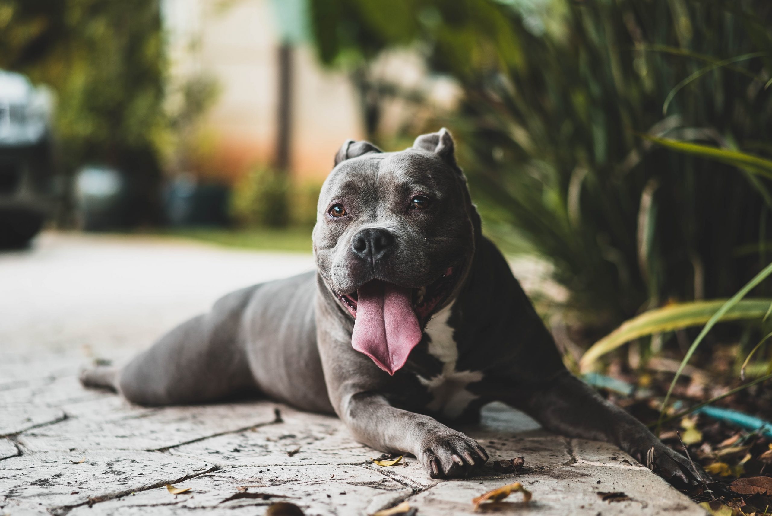 why do dogs lick other dogs ears