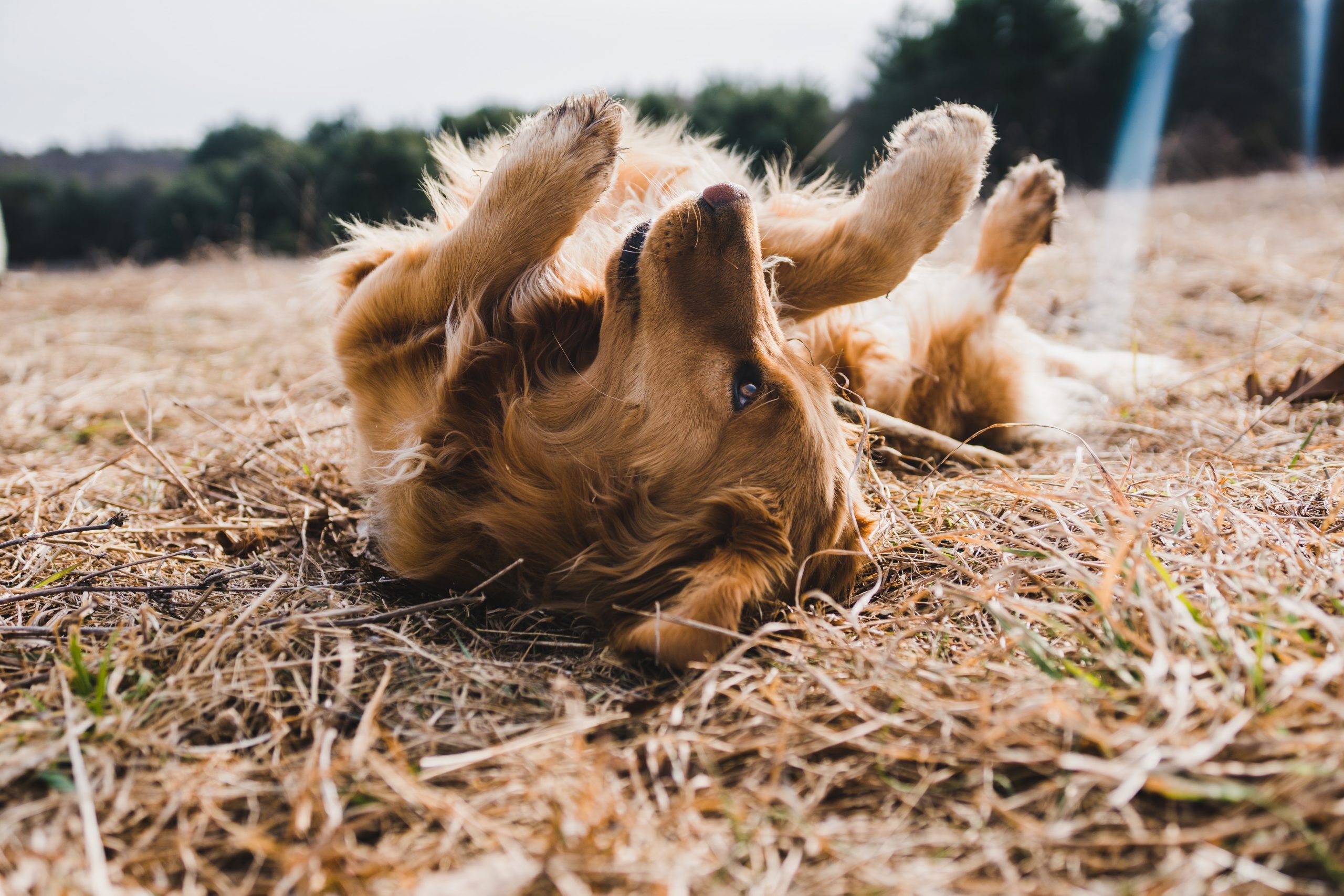 why do dogs lick other dogs ears