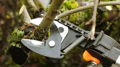 tree pruning services goodlettsville