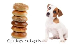 Can Dogs Eat Bagels