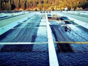 Fish Farming 