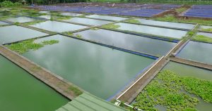 Fish Farming