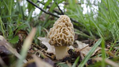 Morel Mushroom Cultivation - How to Grow Yourself.