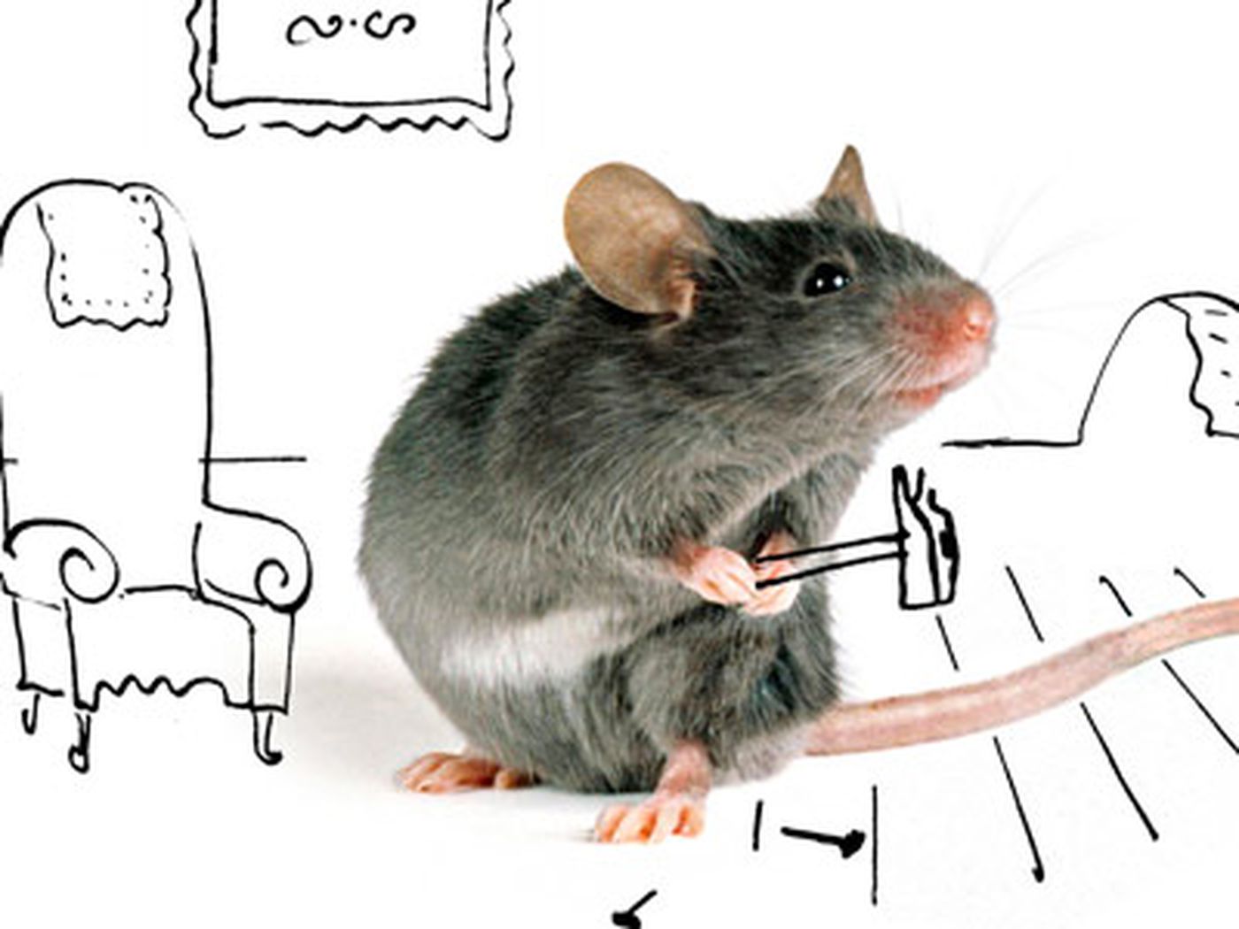 Rat Infestation Problems and Solutions
