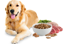 DOG FOOD