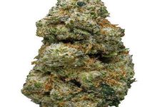 ACDC Weed Strain