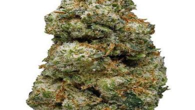 ACDC Weed Strain
