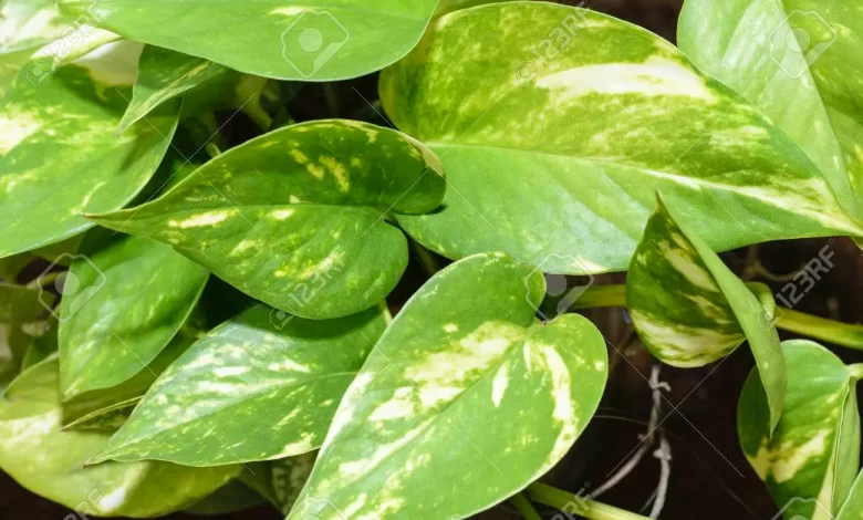 Money Plant devil's ivy