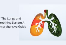 The Lungs and Breathing System A Comprehensive Guide