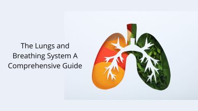 The Lungs and Breathing System A Comprehensive Guide