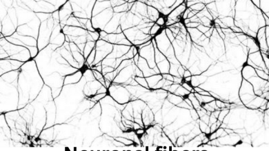 Neuronal fibers