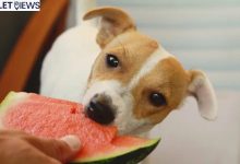Can Dogs Eat Watermelon or Cantaloupe