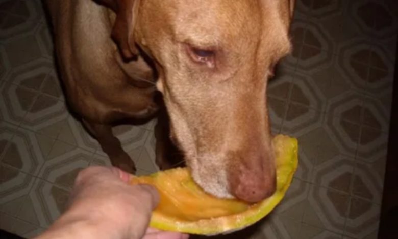 Can Dogs Eat Watermelon Or Cantaloupe