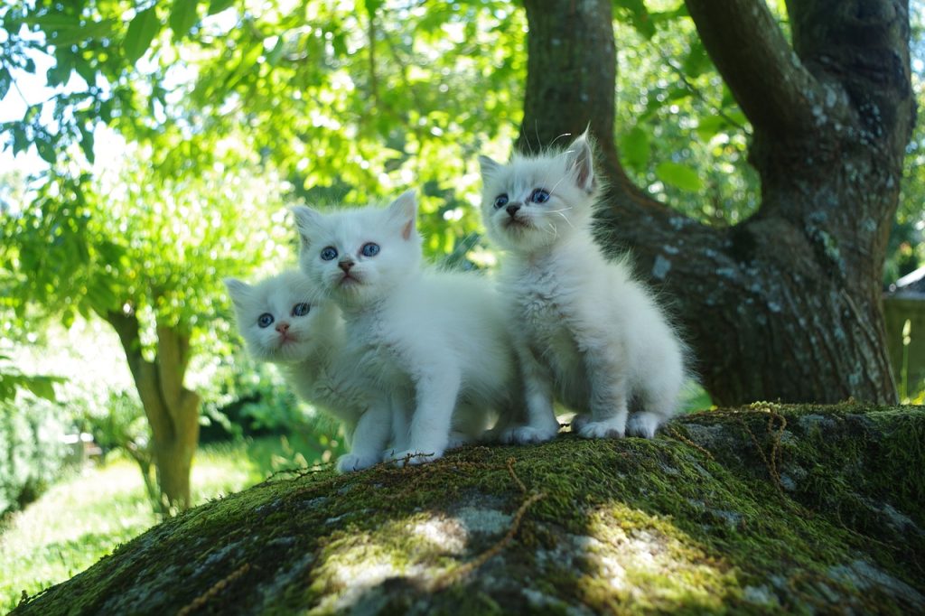 7 World’s Best Litter