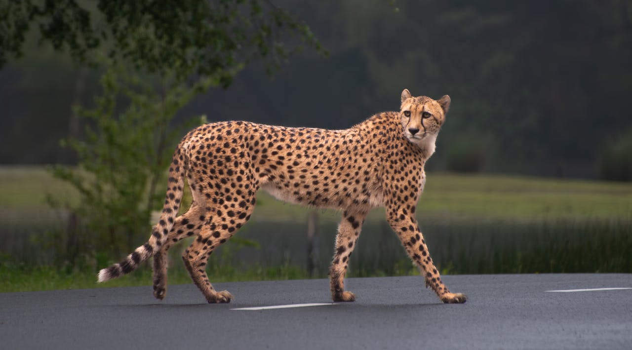 How much is a Savannah cat