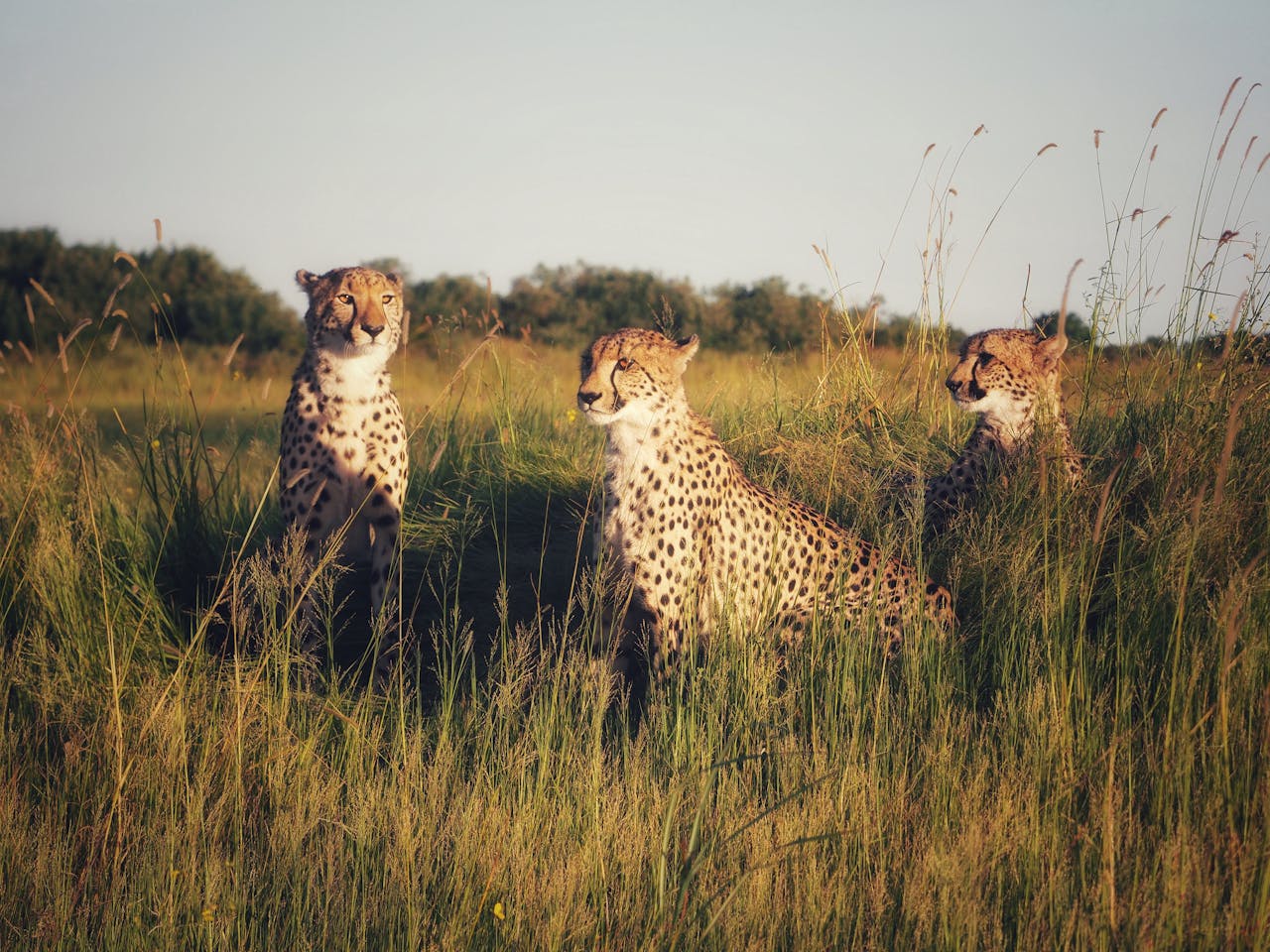 How much is a Savannah cat